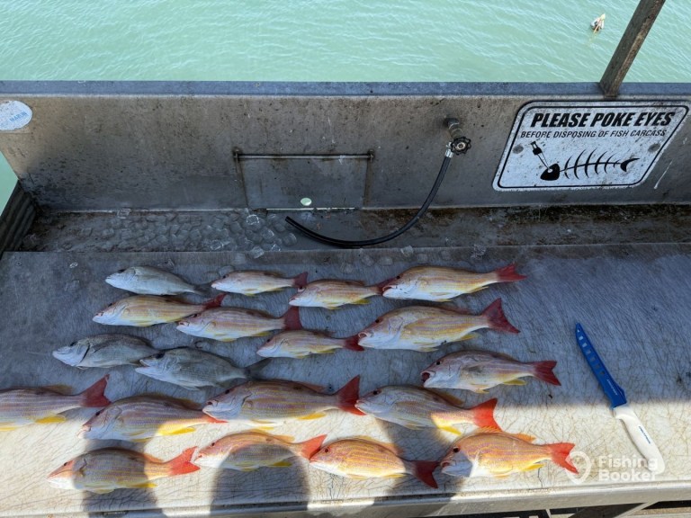 Several caught fish on a cleaning table with a hose and knife.