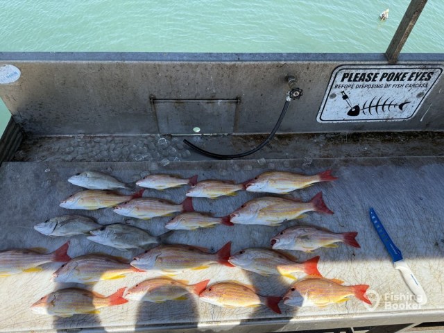 Several caught fish on a cleaning table with a hose and knife.