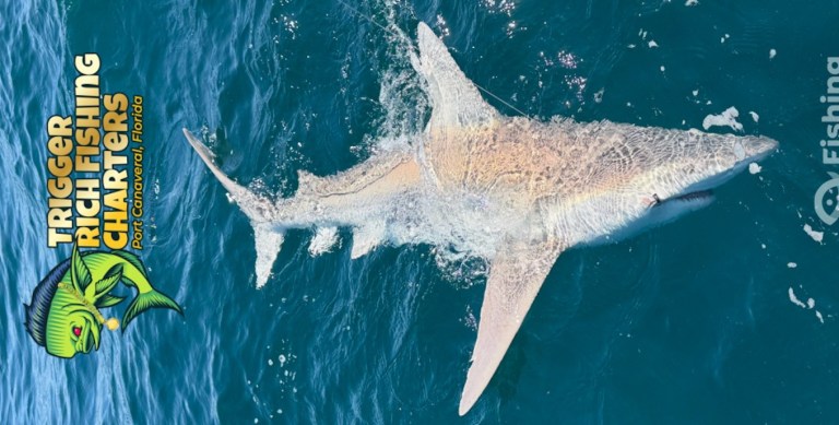 Large shark swimming in blue ocean with fishing charters logo on left.